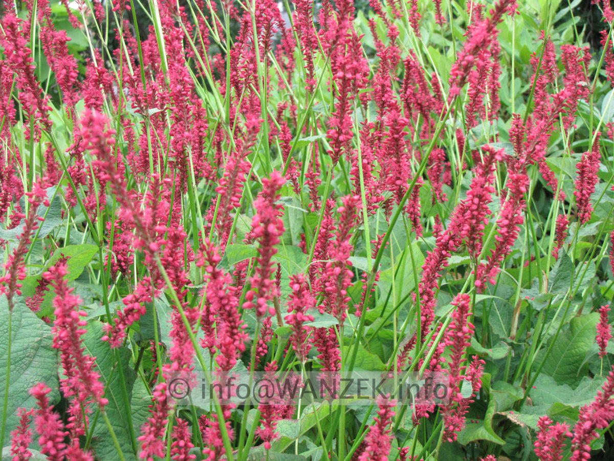 Persicaria amplexicaulis Firetail nah.JPG